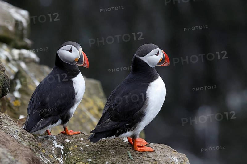 Atlantic Puffin, Common Puffin. Fratercula arctica, at the cliffs of Latrabjarg, Iceland