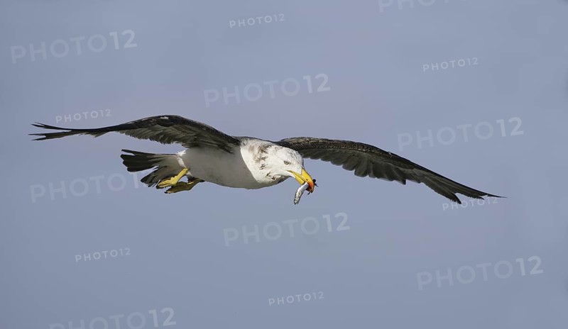 Pacific Gull (Larus pacificus), Victoria, Australia