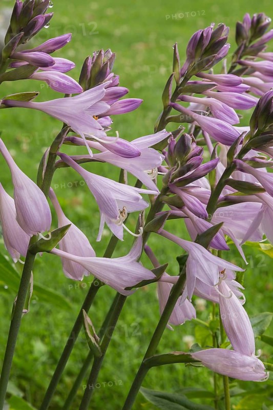 Hosta flowerheads in summer, Quebec, Canada