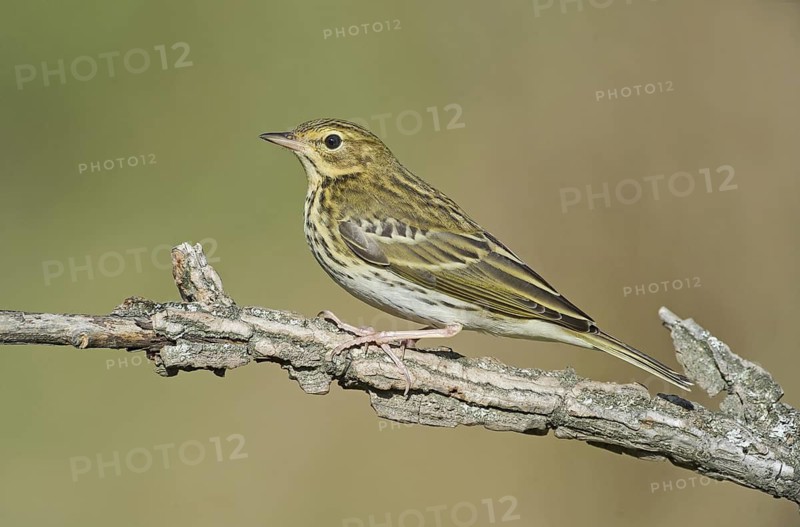 Tree Pipit (Anthus trivialis) perched on a branch, Aosta Valley, Italy