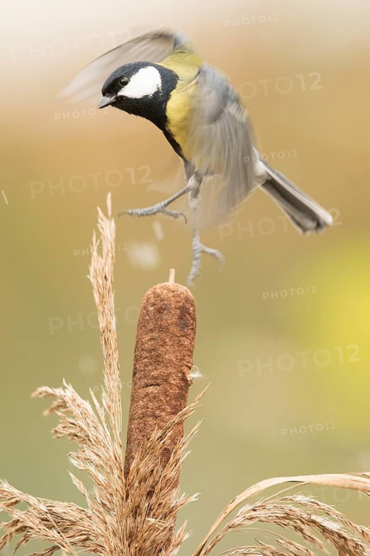 Great Tit (Parus major) perched on a cattail, Bavaria, Germany