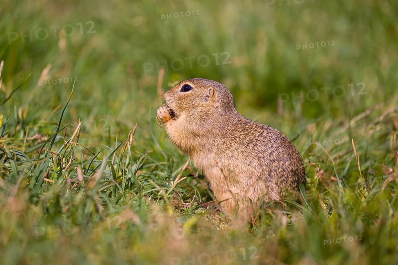 A European ground squirrel (Spermophilus citellus) or European souslik sits in green gras, looking for food
