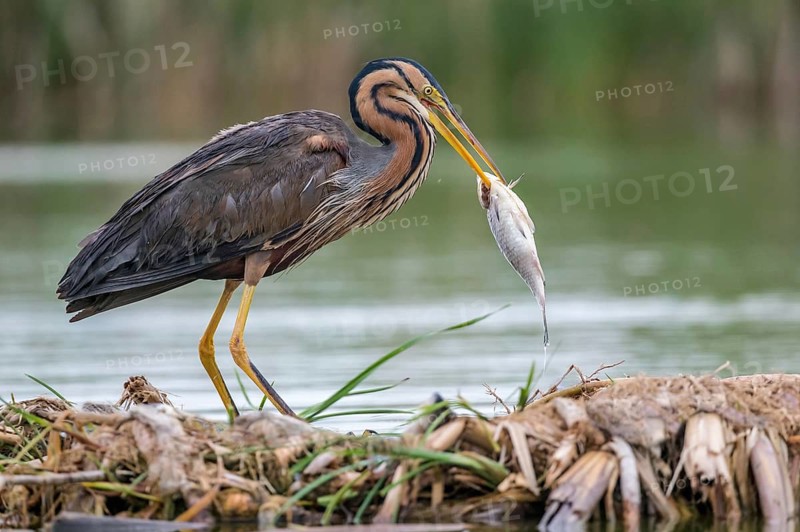 Purple Heron (Ardea purpurea) with fish prey in beak, Subotica, Serbia