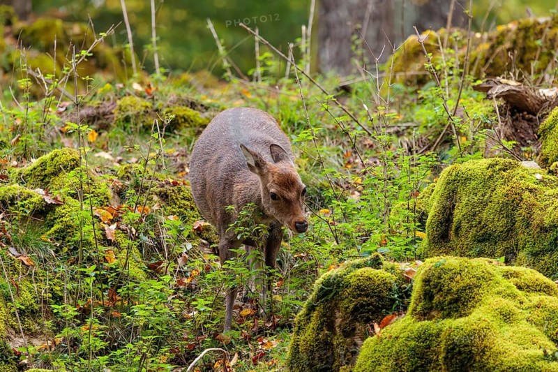 A female sika deer (Cervus nippon) stands on a meadow in hilly terrain at the edge of a forest and searches for food on moss-covered rocks