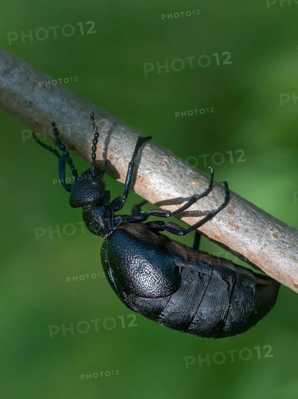 Blue mayworm, meloe cf violaceus, meloe violaceus, meloid beetle, violet oil beetle, purple oil beetle, purple oil beetle, beetle, coleoptera, female, high size, portrait format, insects, beetles, females, oil beetles