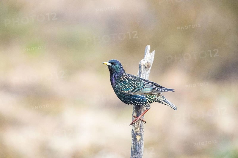 Starling (Sturnus vulgaris) Germany