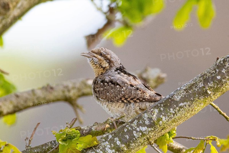 Eurasian wryneck (Jynx torquilla) Germany