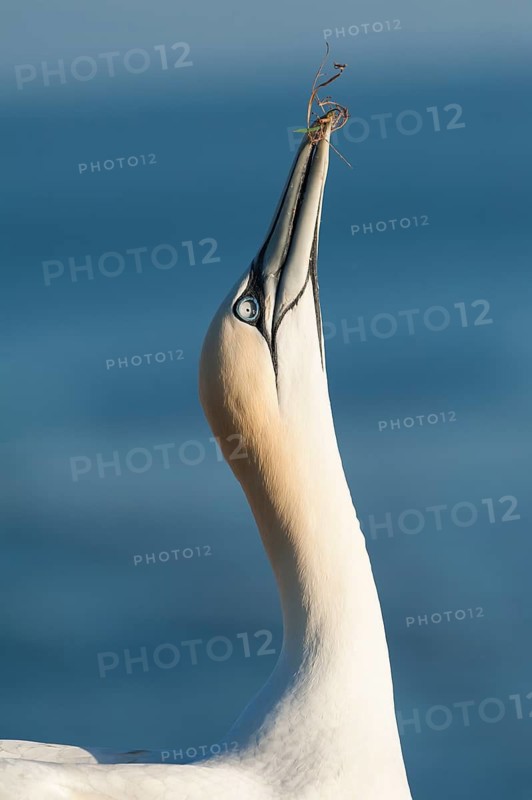 Northern Gannet (Morus bassanus), Schleswig-Holstein, Germany