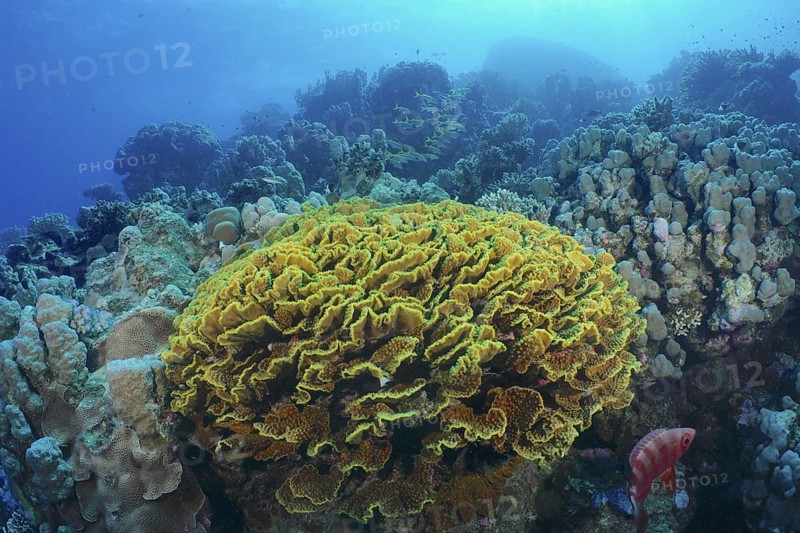 Yellow lettuce coral (Turbinaria reniformis)