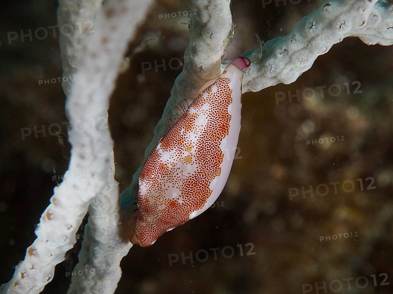 Gorgonian snail (Simnia spelta) with a patterned body on a piece of coral, dive site: Cap de Creus Marine Reserve, Rosas, Costa Brava, Spain, Mediterranean Sea