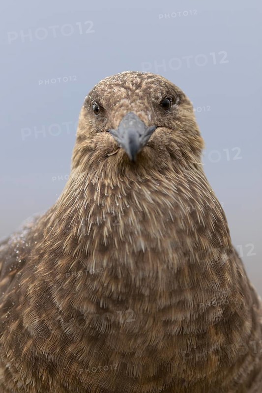 Great Skua (Stercorarius skua), Joekulsarlon, Iceland