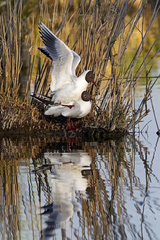 Black-headed Gull (Chroicocephalus ridibundus) pair mating, Baden-Wuerttemberg, Germany
