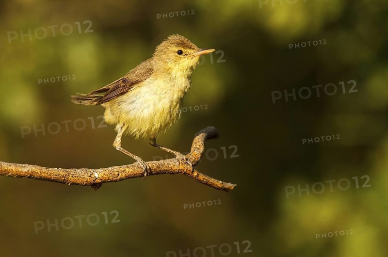 Melodious Warbler (Hippolais polyglotta), Castile-La Mancha, Spain