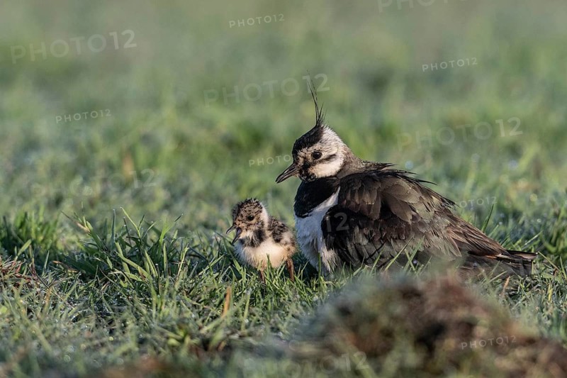 Lapwing (Vanellus vanellus) with young, Lower Saxony, Germany