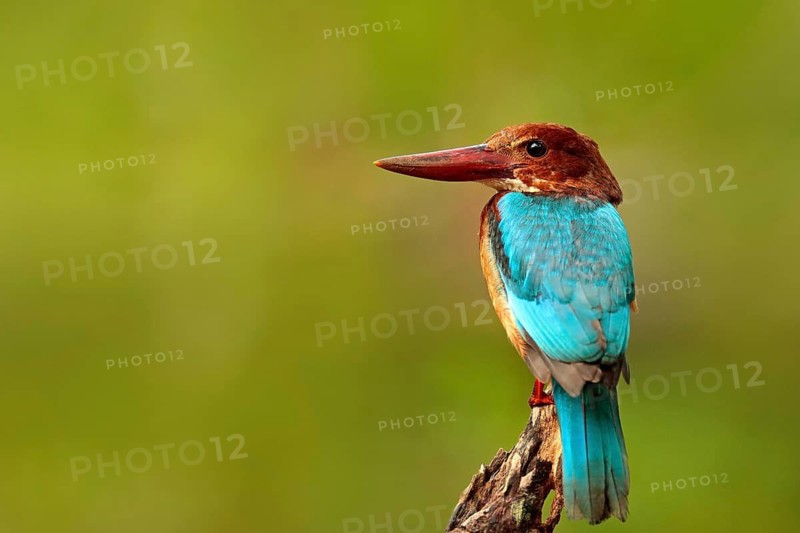Beautiful bird from India. White-throated Kingfisher, Halcyon smyrnensis, exotic brawn and blue bird sitting on the branch, Sri Lanka, Asia. Kingfisher from the river