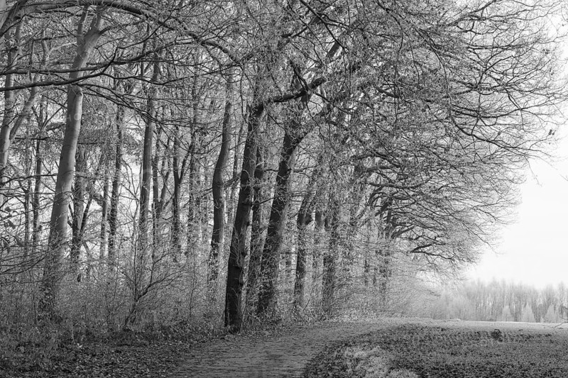 Black and white photo, path at the edge of the forest, hoarfrost, Husen, Dortmund, Ruhr area, North Rhine-Westphalia, Germany