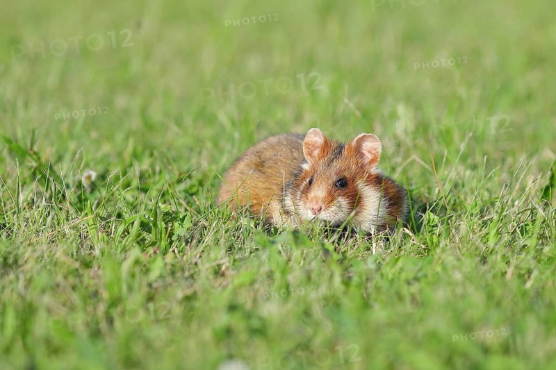Field hamster (Cricetus cricetus), in a meadow, Vienna, Lower Austria, Austria