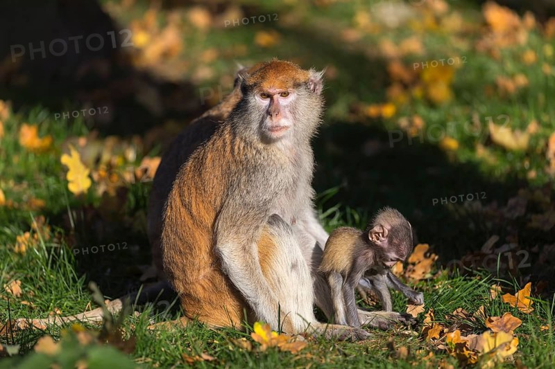 One female patas monkey (Erythrocebus patas)with her baby in late light on a green meadow