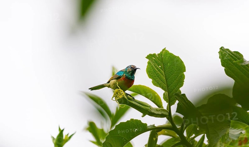 Olive-bellied Sunbird (Cinnyris chloropygius), male sitting on a leaf, Mgahinga Gorilla National Park, Western Region, Uganda