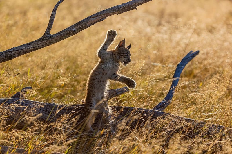 One young (10 weeks old) male Eurasian lynx, (Lynx lynx), falling down from a rotten tree. Backlit condition