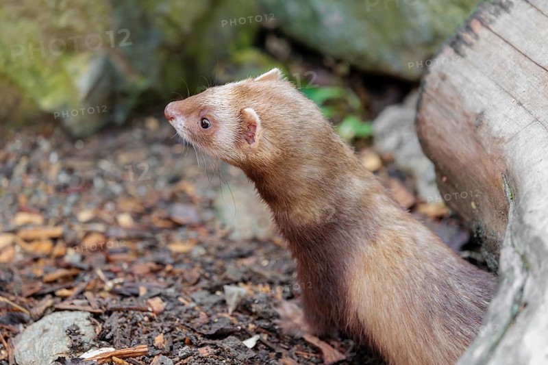 A ferret (Mustela putorius furo) stands under a dead root of a tree, searching for food