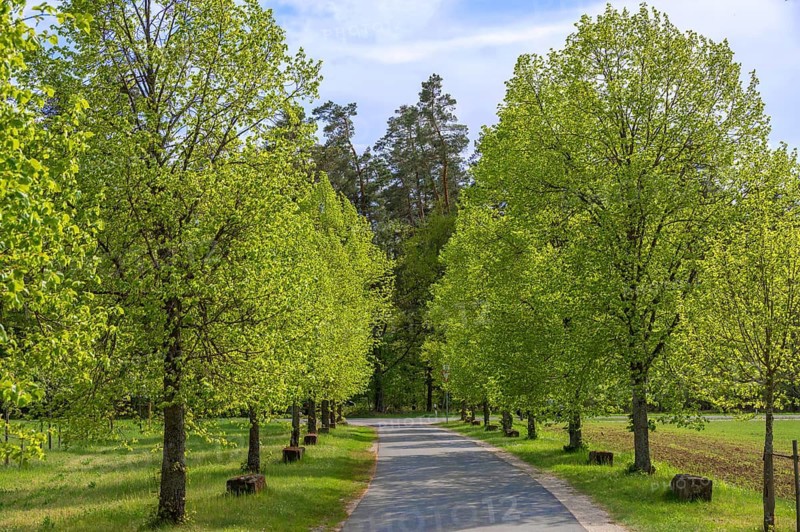 Young lime tree avenue (Tilia), Eckental, Middle Franconia, Bavaria, Germany