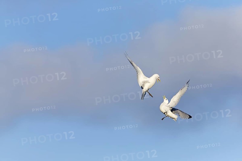 Kittiwake, (Rissa tridactyla), animals, birds, family of gulls, dispute between two gulls, Varanger, Finnmark, Norway