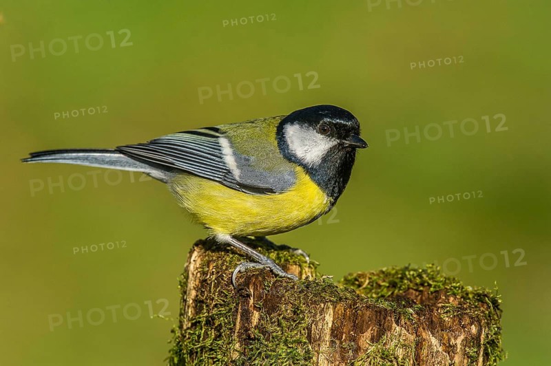 Great Tit (parus major) Great Tit • Baden-Württemberg, Germany, Baden-Württemberg, Federal Republic of Germany