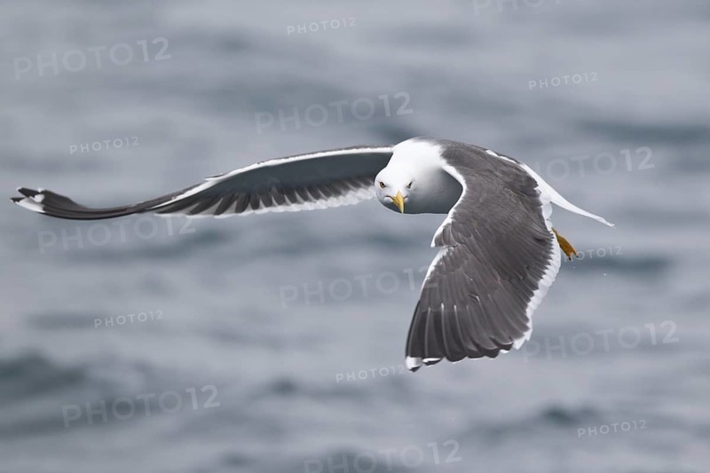 Lesser Black-backed Gull (Larus fuscus) flying, North Sea, Germany