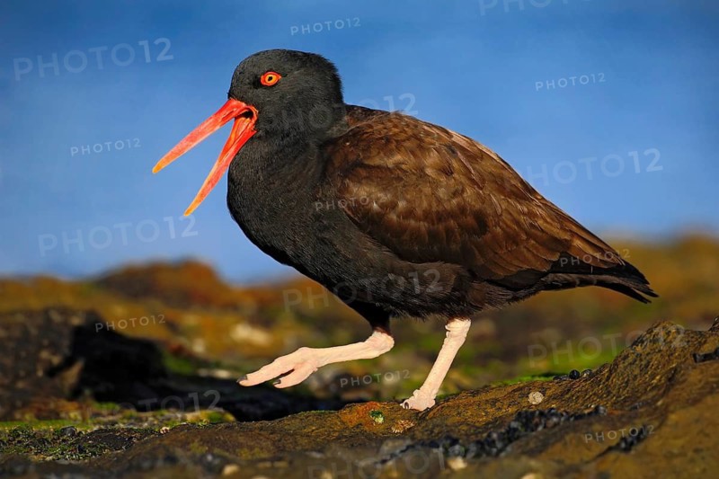 Bird with open red bill. Blakish oystercatcher, Haematopus ater, with oyster in the bill, black water bird with red bill, feeding sea food, in the sea, Falkland Islands. Black sea bird wit open bill