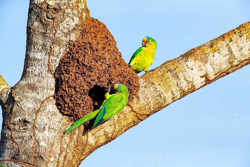 Peach-fronted conure (Aratinga aurea) Pantanal Brazil