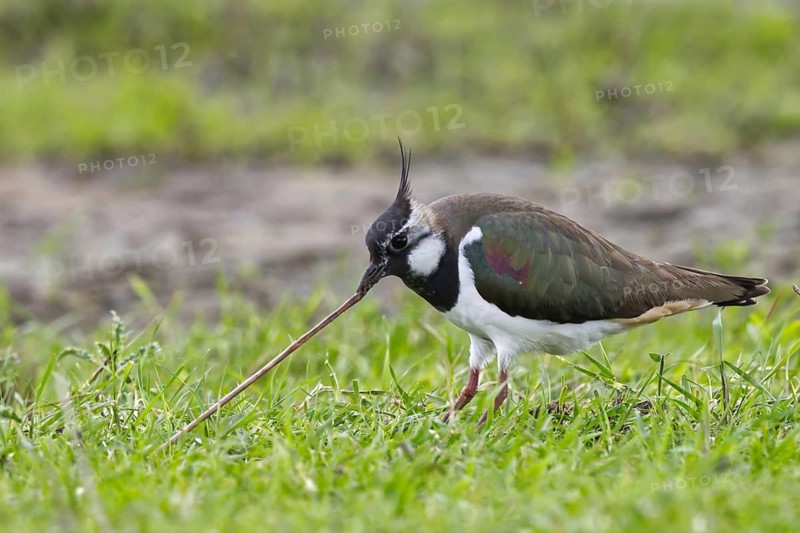 Northern Lapwing (Vanellus vanellus) female eating an earthworm, North Rhine-Westphalia, Germany