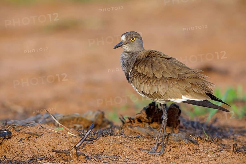 Lapwing (Vanellus lugubris), animals, birds, biotope, habitat, foraging, wader, plover family, Mkuze Game Reserve, Mkuze, KwaZulu-Natal, S¸dafrica