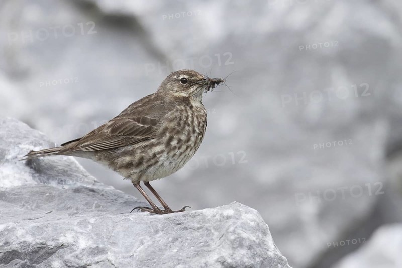 Eurasian Rock Pipit (Anthus petrosus), Ireland