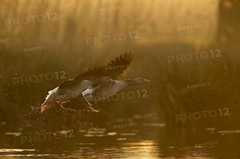 Greylag Goose (Anser anser) pair flying, North Rhine-Westphalia, Germany