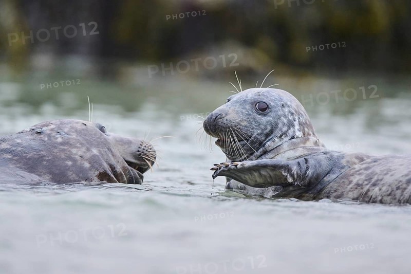 Grey seal (Halichoerus grypus) playing with each other in the water, sea, Düne, Helgoland, Schleswig-Holstein, Germany