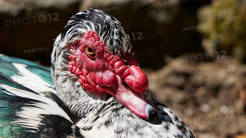 Close-up of a mallard (Phacocherus) with red details on its face, Rodini Park, Rhodes Town, Rhodes, Dodecanese, Greek Islands, Greece