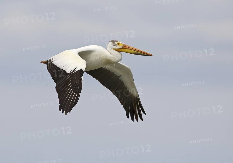American White Pelican (Pelecanus erythrorhynchos) flying, Montana, USA