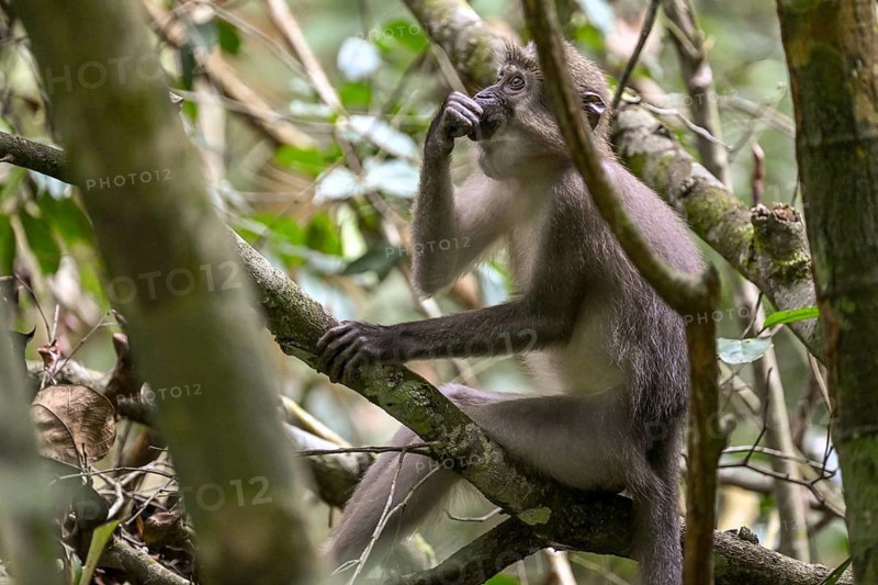 Olive mangabey (Cercocebus agilis) near the Baï-Hokou, Dzanga-Ndoki National Park, Unesco World Heritage Site, Dzanga-Sangha Complex of Protected Areas (DSPAC), Sangha-Mbaéré Prefecture, Central African Republic