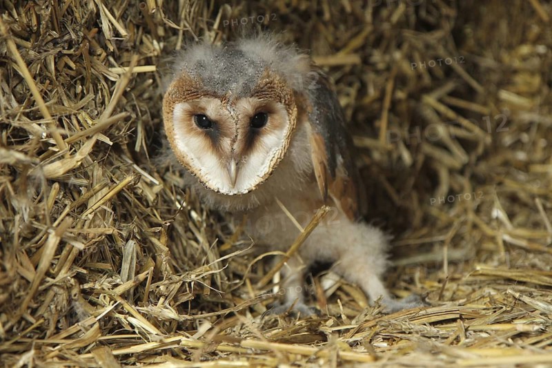 Western Barn Owl (Tyto alba) juvenile, Lower Saxony, Germany