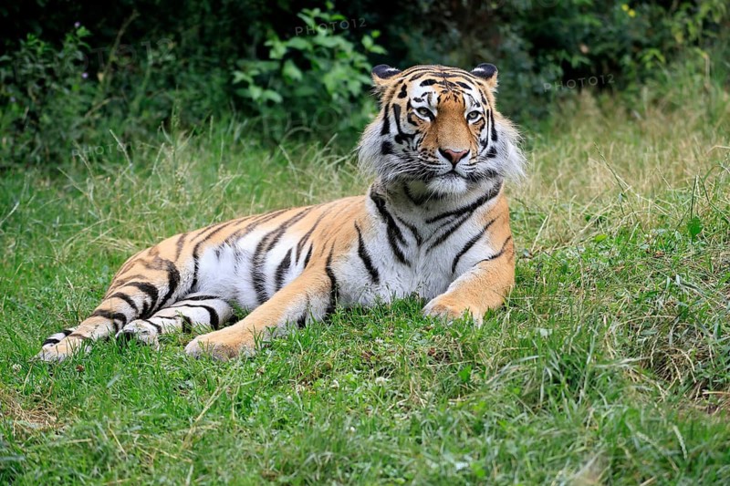 Siberian tiger (Panthera tigris altaica), adult, alert, lying in the grass