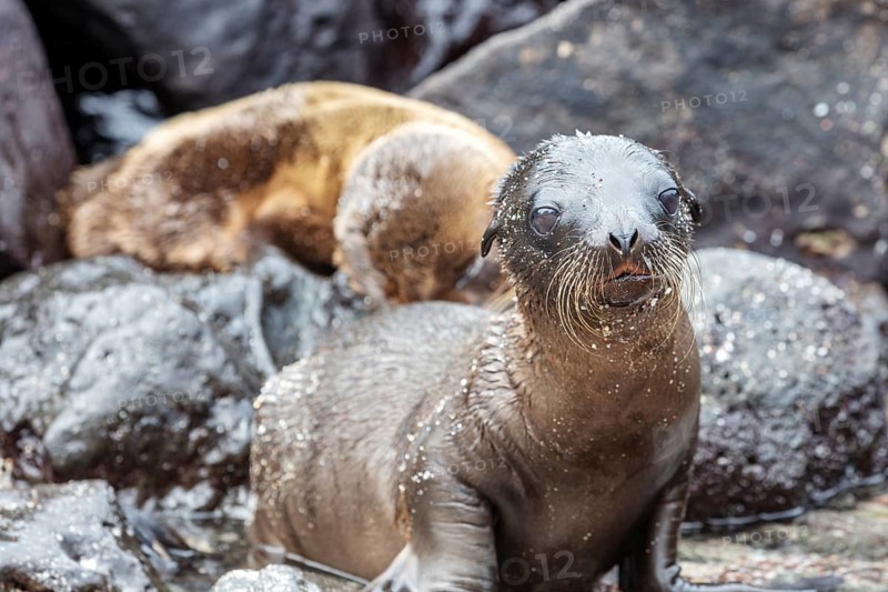 Sea lions (Zalophus wollebaeki), San Cristobal, Galapagos, Ecuador