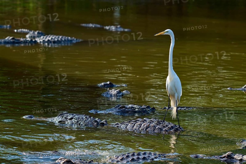 A heron stands on an alligator in the water, surrounded by several alligators, Great Egret (Egretta alba), American Alligator (Alligator mississippiensis), Orlando, Florida, USA