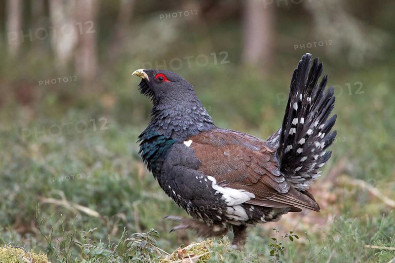 Western Capercaillie (Tetrao urogallus) male, Nizhegorodskaya, Russia