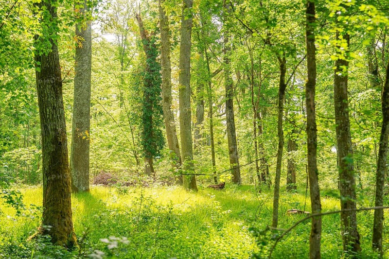 Light-flooded forest with tall trees and lush greenery that create a peaceful atmosphere, forest pasture project, compensatory measure for the Hermann Hesse railway, Gechingen, Calw district, Germany