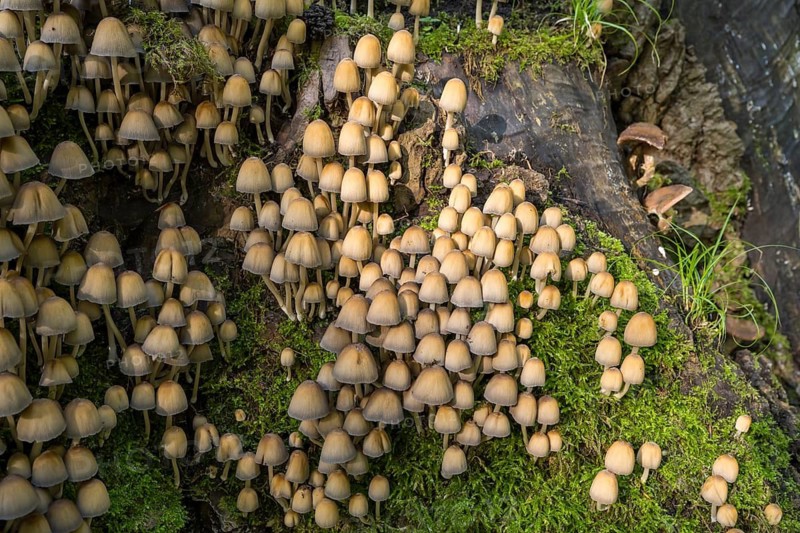 Helminths (Mycena), numerous mushrooms on a tree trunk, North Rhine-Westphalia, Germany
