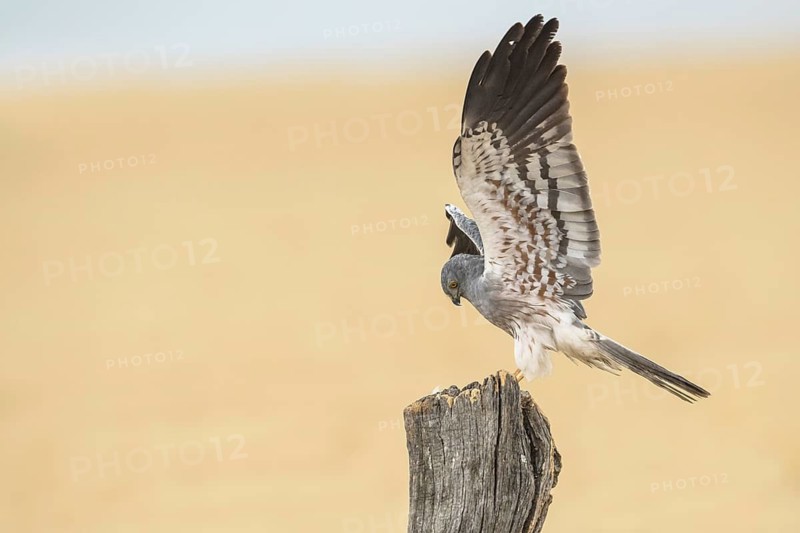 Montagu's Harrier (Circus pygargus) male perched on a post, Andalusia, Spain