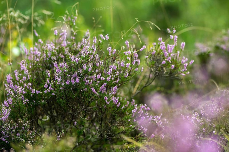 Broomheather, Calluna vulgaris, Ericaceae, heather, common heather, flora, ling, plants, simply heather