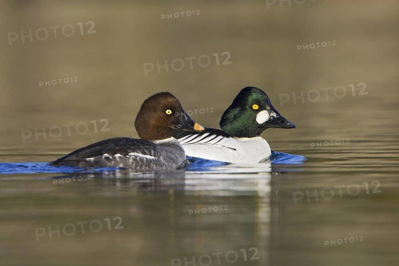 Common Goldeneye (Bucephala clangula), British Columbia, Canada
