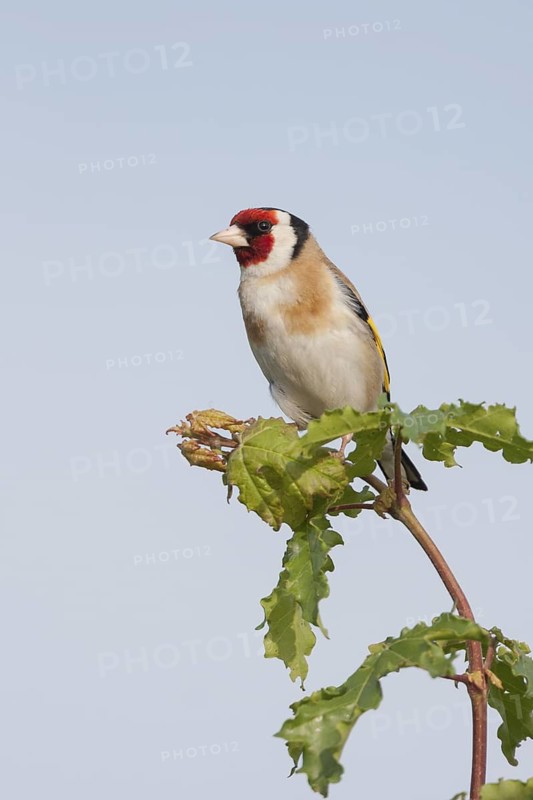 European Goldfinch - Stieglitz - Carduelis carduelis ssp. carduelis, adult male
